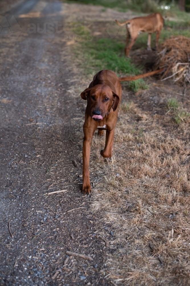 young rhodesian ridgeback running, with her tongue hanging out - Australian Stock Image