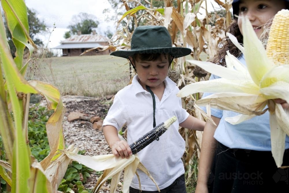 Young school boy and girl holding freshly picked corn in the veggie patch - Australian Stock Image