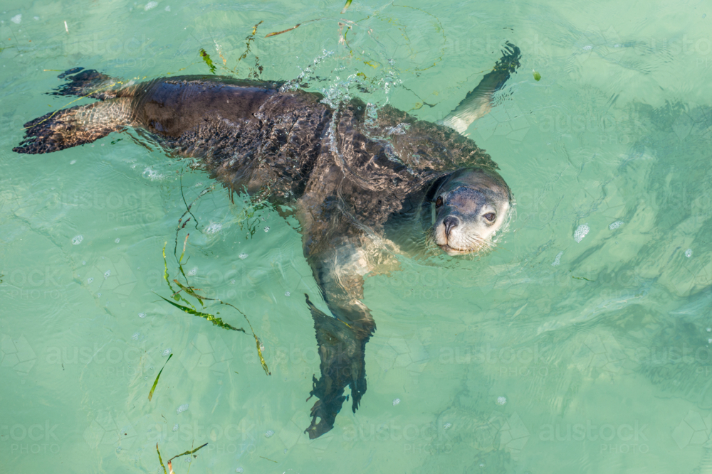 Young seal pup swimming in clear turquoise water. - Australian Stock Image