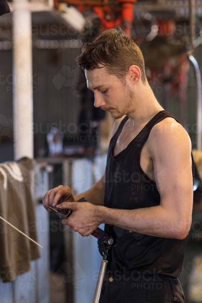 young shearer changing cutter on handpiece during shearing run - Australian Stock Image