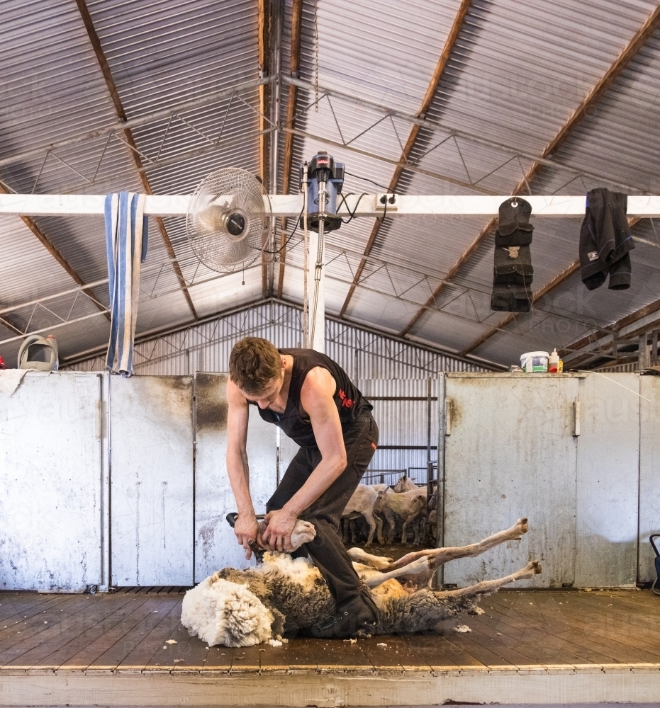young shearer shearing merino sheep in shearing shed - Australian Stock Image