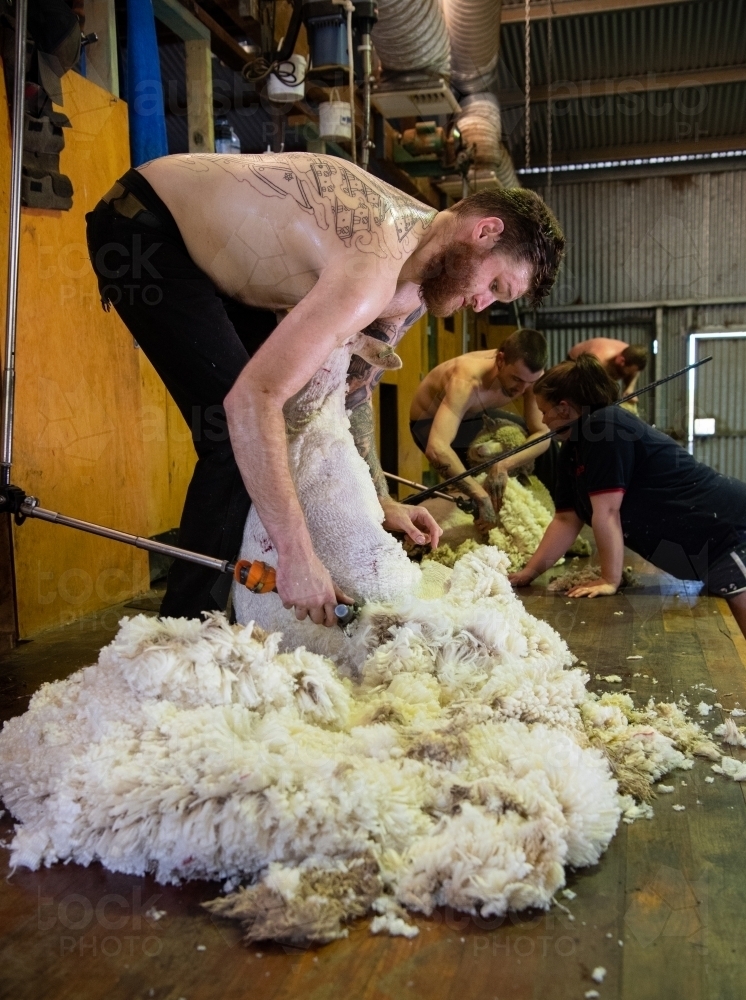 Young shirtless man shearing sheep - Australian Stock Image