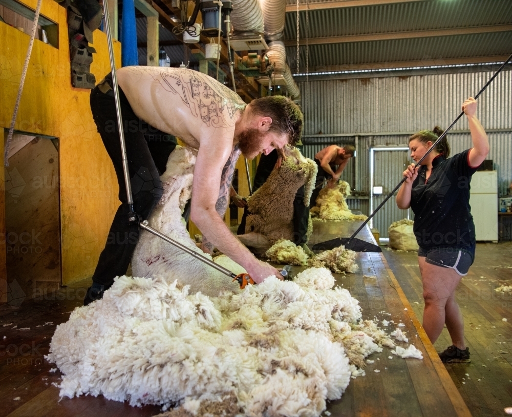 Young shirtless man shearing sheep - Australian Stock Image