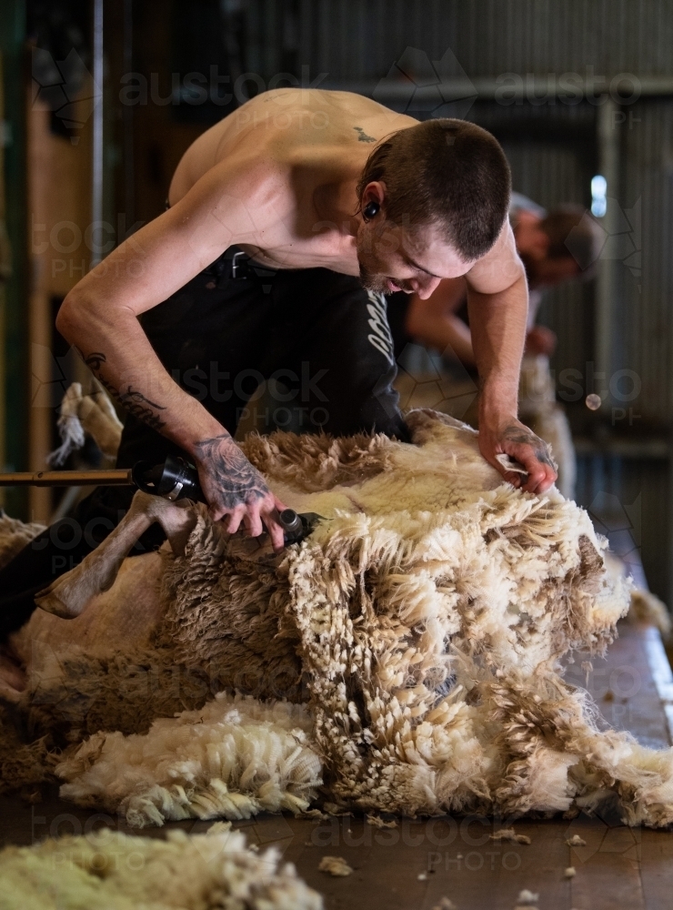 Young shirtless man shearing sheep - Australian Stock Image