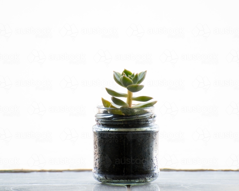 Young succulent in a small glass jar - Australian Stock Image