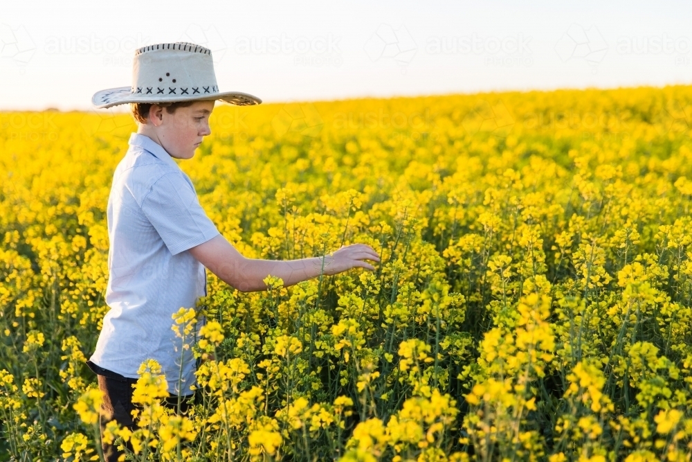 Young tween boy checking flowers in canola field in paddock on farm - Australian Stock Image