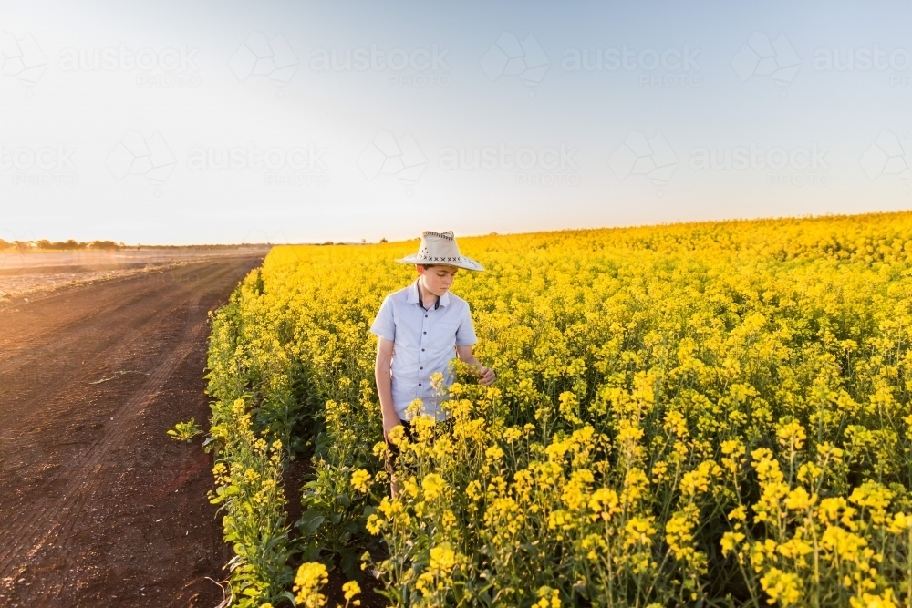 Young tween boy wearing hat in canola crop on farm next to dirt road - Australian Stock Image