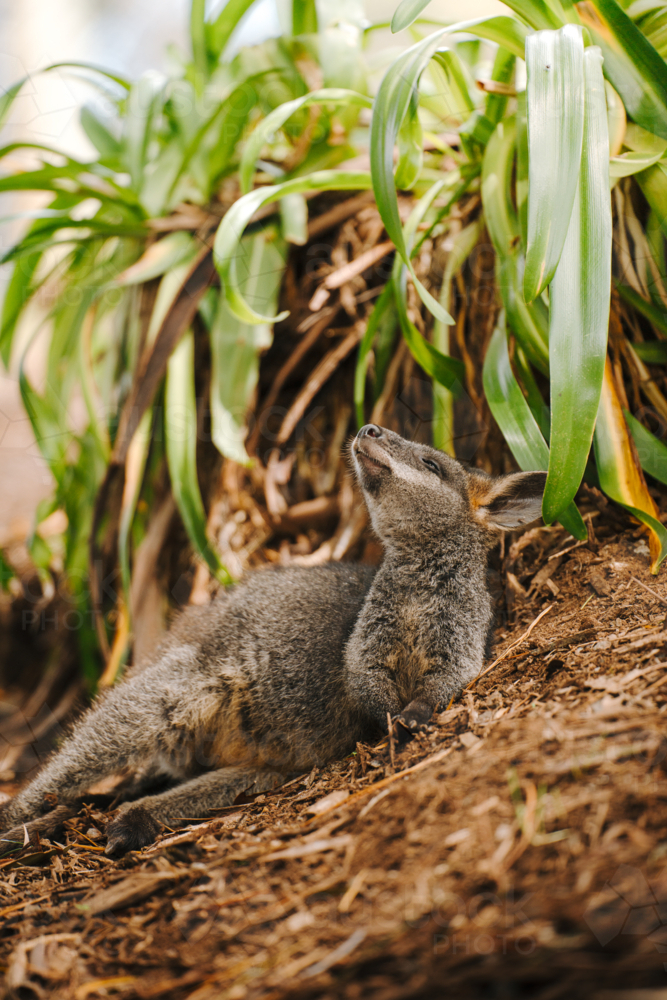 Young Wallaby rolling over the dried leaves on the forest ground. - Australian Stock Image