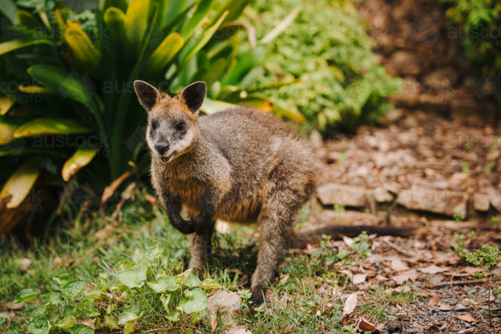 Young wallaby walking around the forest ground at wildlife sanctuary - Australian Stock Image