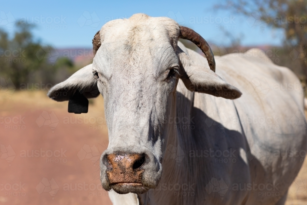 young white bull close up on station track - Australian Stock Image