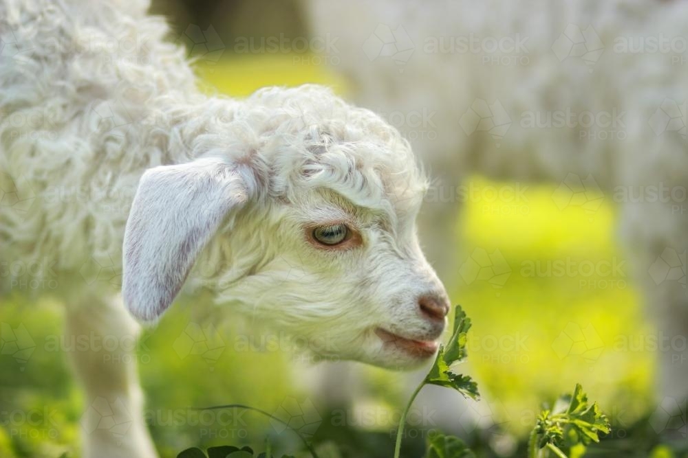 Young white goat kid about to eat clover - Australian Stock Image
