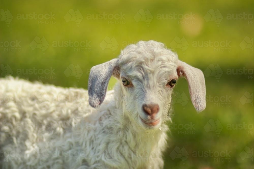 Young white goat kid looking at the camera - Australian Stock Image