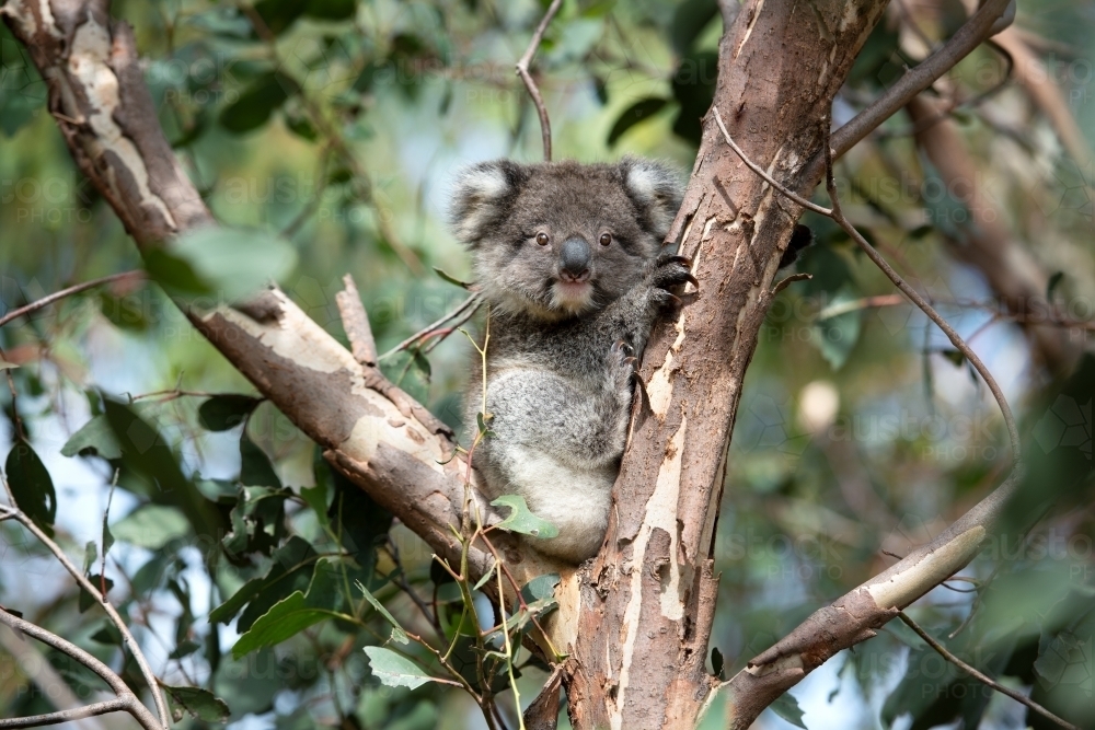 Young wild koala sitting in gum tree - Australian Stock Image