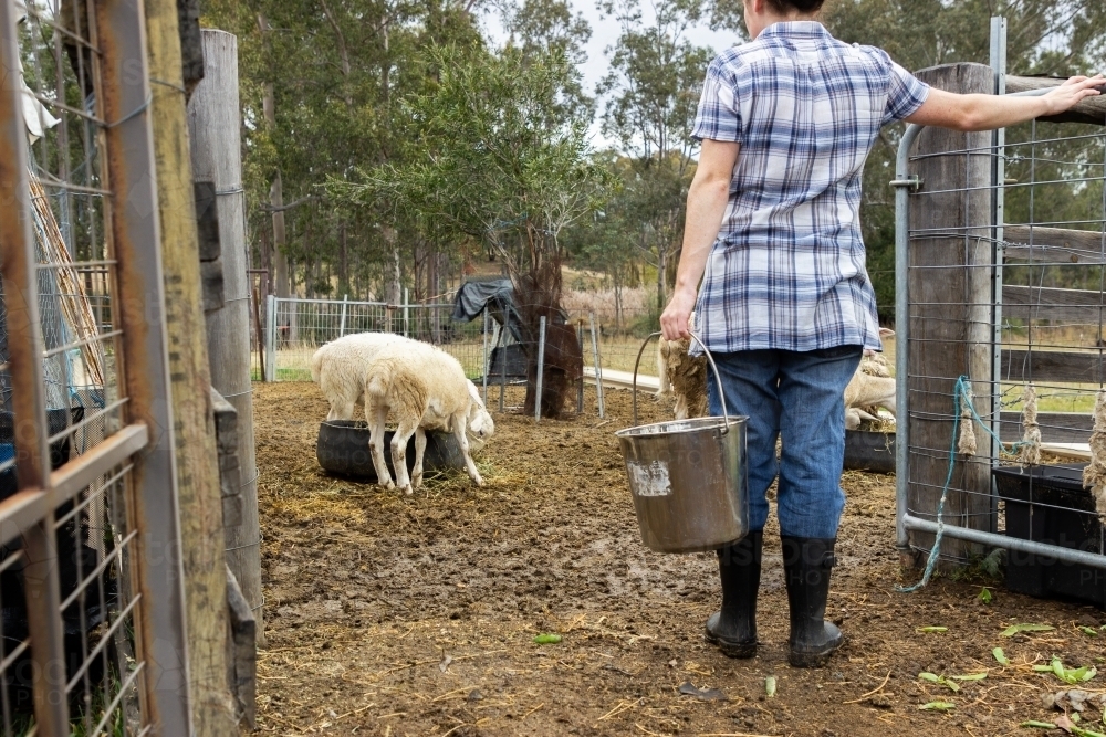 Young woman carrying bucket to feed sheep in paddock on hobby farm - Australian Stock Image