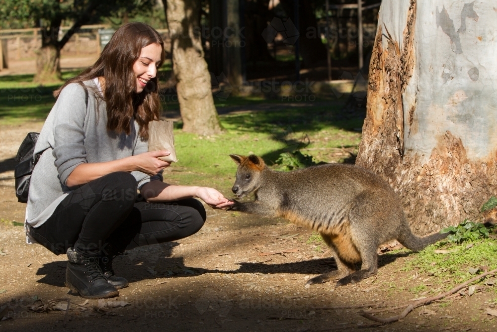 Young Woman Feeding a Wallaby - Australian Stock Image