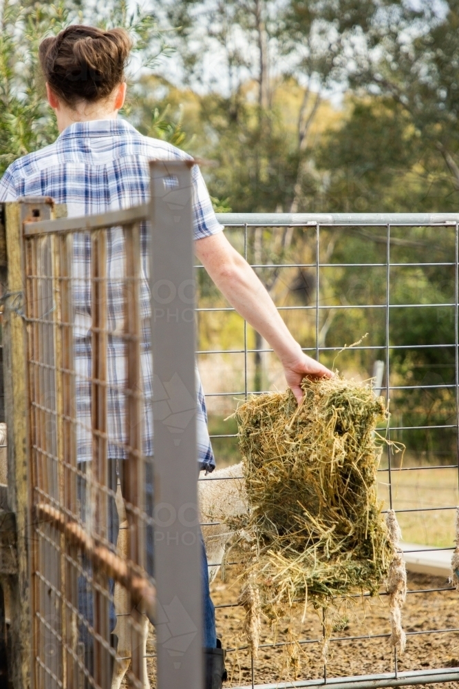 Young woman feeding hay to sheep in paddock on hobby farm - Australian Stock Image