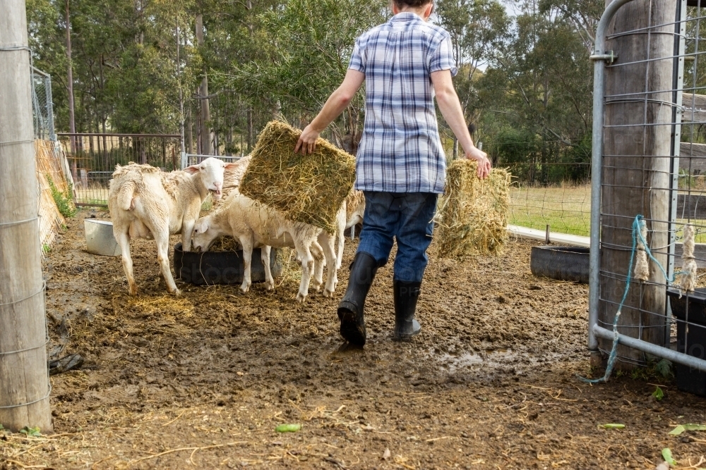 Young woman feeding hay to sheep in paddock on hobby farm - Australian Stock Image