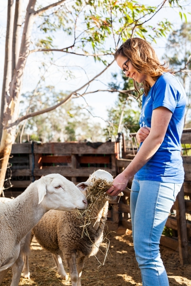 Young woman feeding sheep laughing - Australian Stock Image
