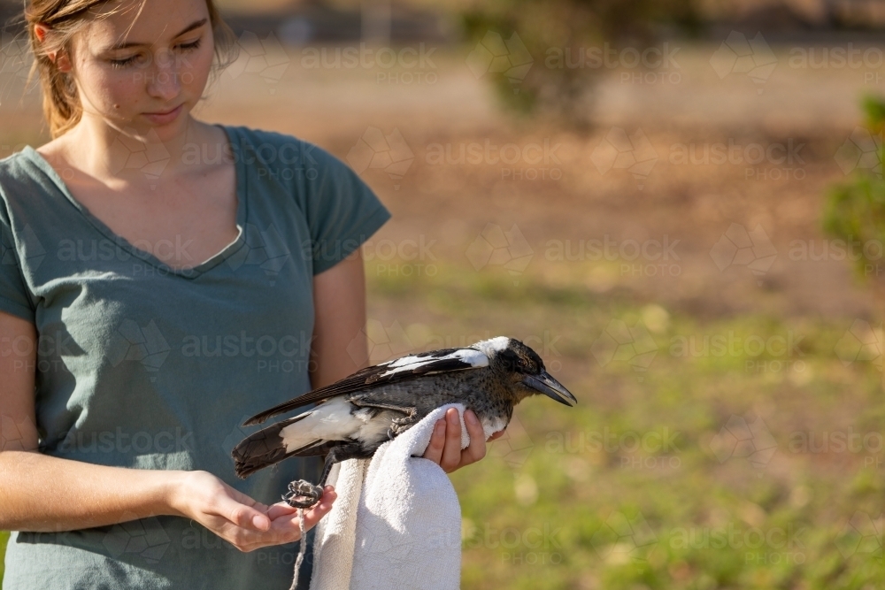 young woman holding injured bird tangled in string - Australian Stock Image