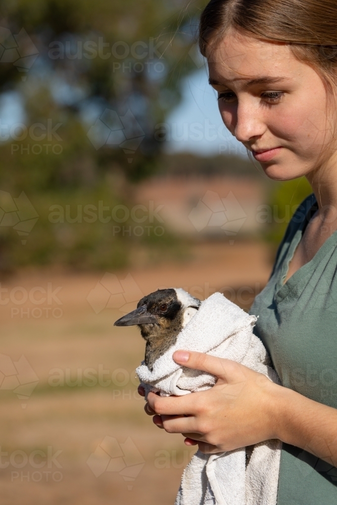 young woman holding injured magpie wrapped in towel - Australian Stock Image