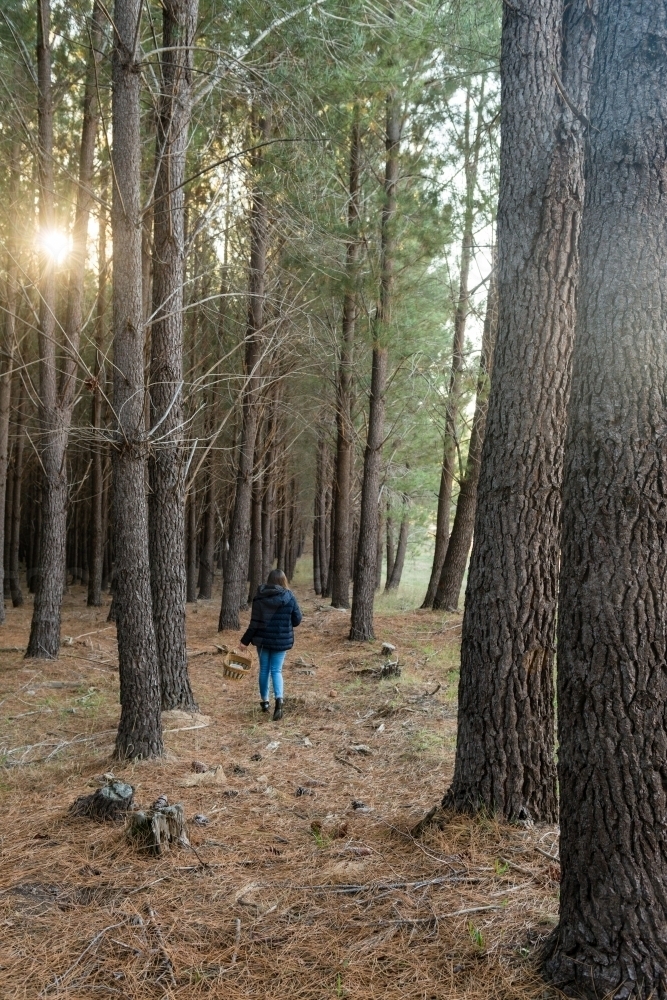 young woman in a forest looking for pine mushrooms - Australian Stock Image