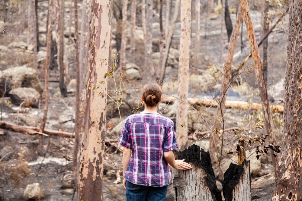 Young woman looking at hillside of trees with burnt ground after fire - Australian Stock Image