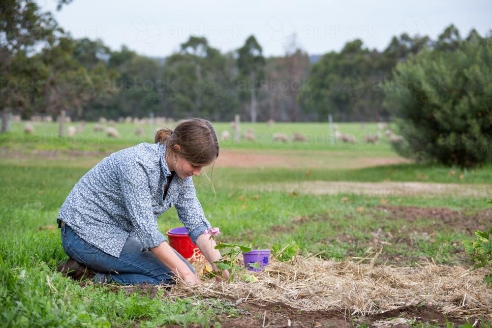 Young woman planting flowering plant into garden in countryside - Australian Stock Image