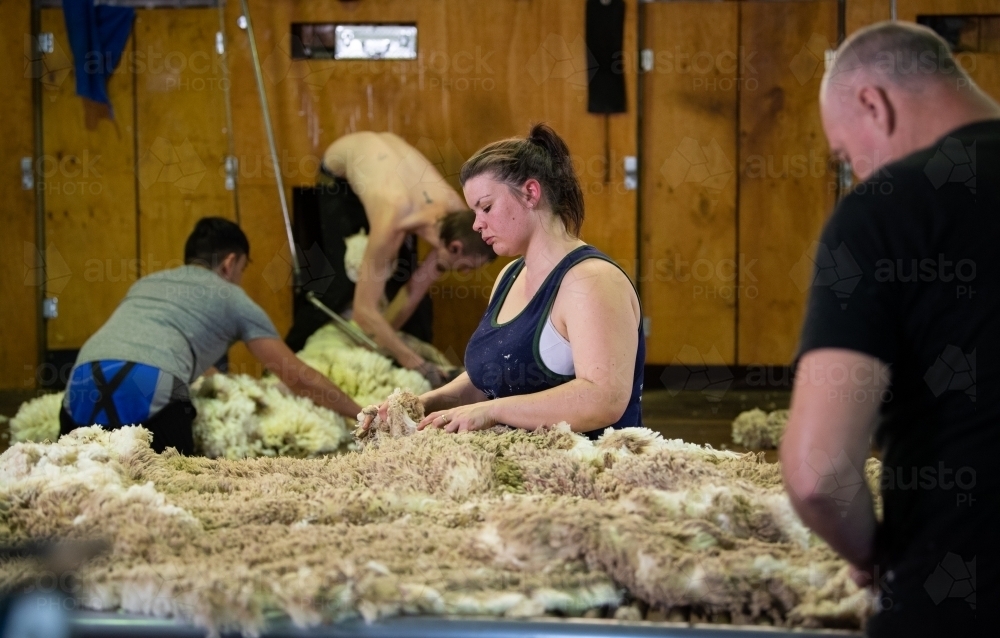 Young woman wool classing in shearing shed - Australian Stock Image