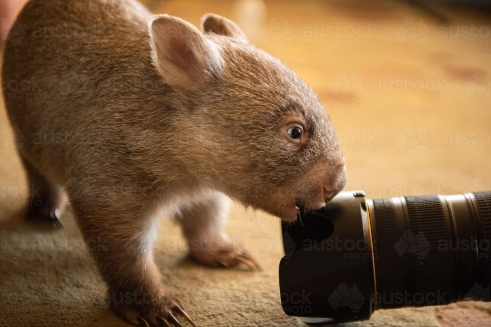 Young wombat - Australian Stock Image