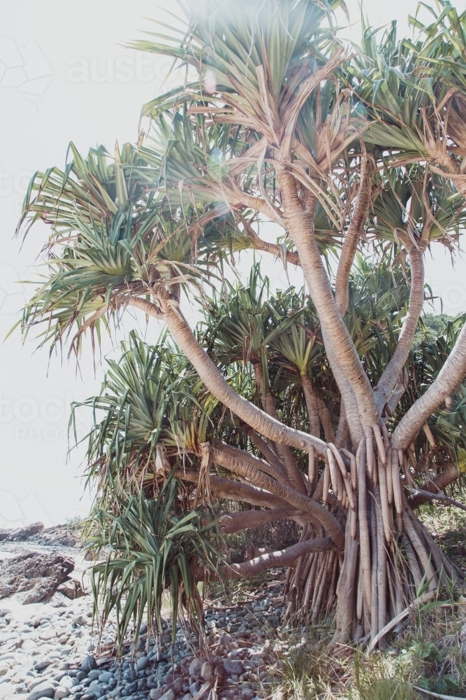 Yucca on a pebble beach - Australian Stock Image