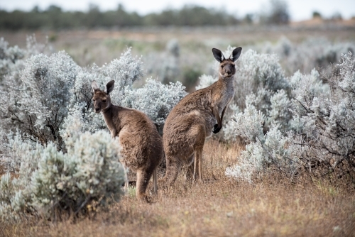 2 Kangaroos standing looking at camera