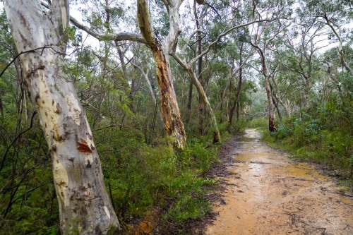 Wet bush track during the rain in the Blue Mountains - Australian Stock Image