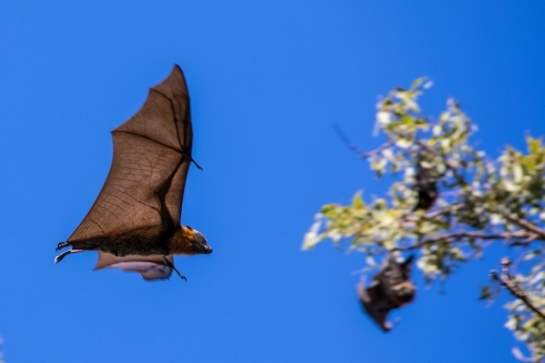 Fruit Bat in flight with blurred tree and other hanging bats in the background