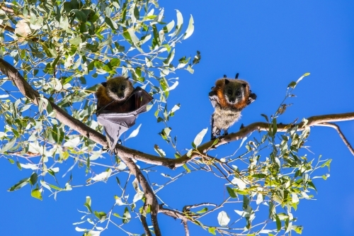 Two fruit bats hanging in a tree looking down at camera