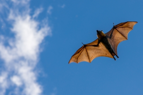 Fruit Bat in flight with wings spread across a blue sky