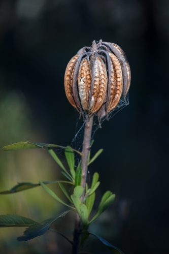 Seedpods of the NSW Waratah - Australian Stock Image