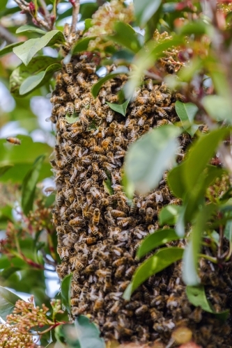 Honey Bee's nesting in a tree forming a hive