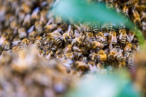 Honey Bee's nesting in a tree forming a hive - Australian Stock Image