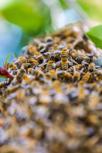 Closeup of Honey Bee's nesting in a tree forming a hive