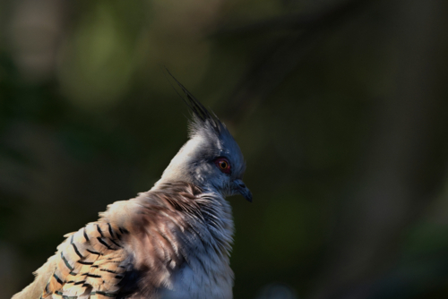3/4  profile of crested pigeon, out of focus background - Australian Stock Image