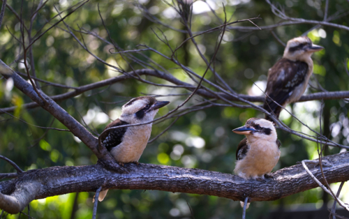 3 Kookaburras sitting on tree branches - Australian Stock Image