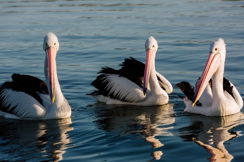 3 Pelicans floating on Lake Alexandrina - Australian Stock Image