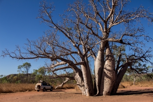 4wd beside large boab tree - Australian Stock Image