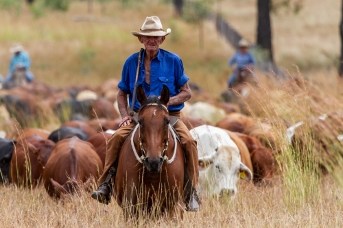A 90 year old stockman on his horse leads a mob of cattle during mustering.