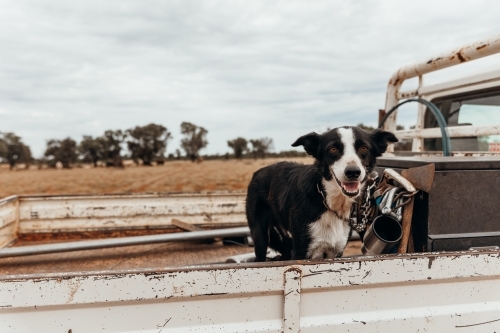 A Aussie working dog with black and white fur standing at the back of a ute - Australian Stock Image