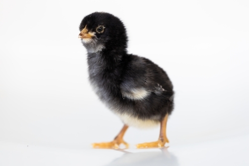 A baby chick with a white back ground - Australian Stock Image