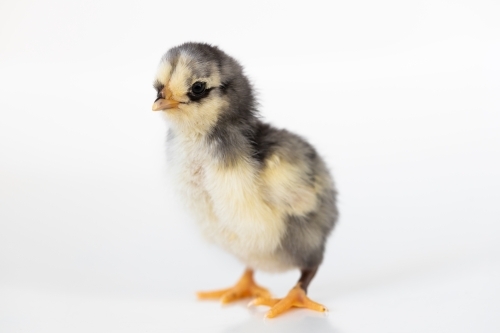 A baby chick with a white back ground