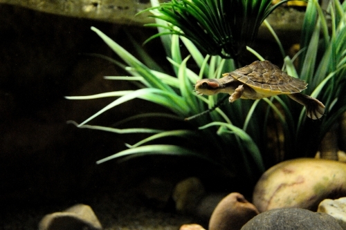 A baby turtle swimming in a large tank - Australian Stock Image