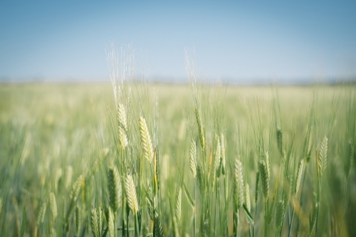 A barley crop in head in Spring in the Wheatbelt of Western Australia - Australian Stock Image