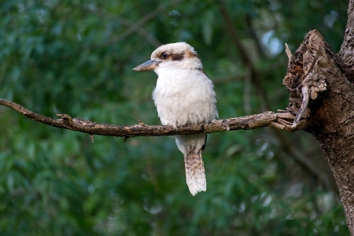 A beautiful kookaburra sits on a branch
